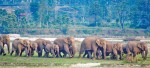 झापामा जङ्गली हात्ती नियन्त्रणका लागि ‘स्पेसल टास्क फोर्स’ परिचालन गरिने