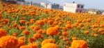तिहार नजिकिँदै, सयपत्रीको माग चुलियो