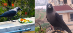 काग तिहार पर्व आज श्रद्धा र उल्लासका साथ मनाइँदै