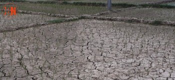 असार सकिदा पनि पूर्वी तराईमा वर्षा भएन, धान खेतमा धाँजा फाट्न थाले