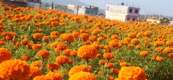 तिहार नजिकिँदै, सयपत्रीको माग चुलियो