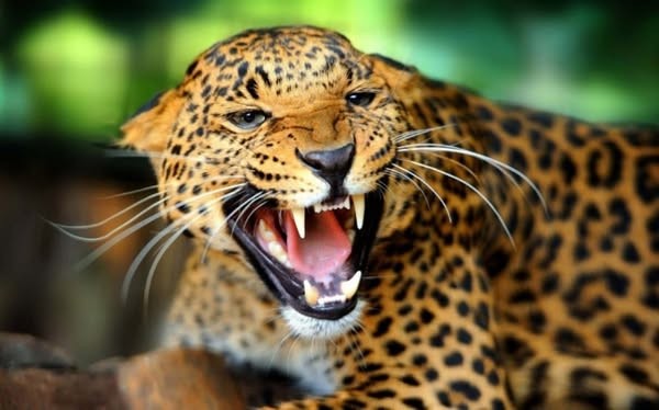 बन्दीपुरमा चितुवाको आक्रमणबाट १० वर्षीया बालिकाको मृत्यु