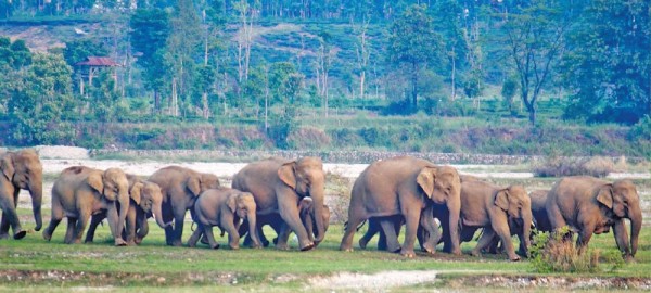 झापामा जङ्गली हात्ती नियन्त्रणका लागि ‘स्पेसल टास्क फोर्स’ परिचालन गरिने