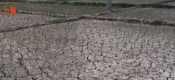 खडेरीले आहत किसान, वर्षाको पर्खाइमा तराई