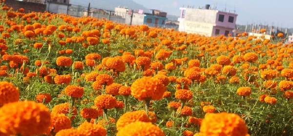 तिहार नजिकिँदै, सयपत्रीको माग चुलियो