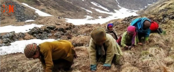 यार्साबाट करोडौ रुपैयाँ राजस्व संकलन
