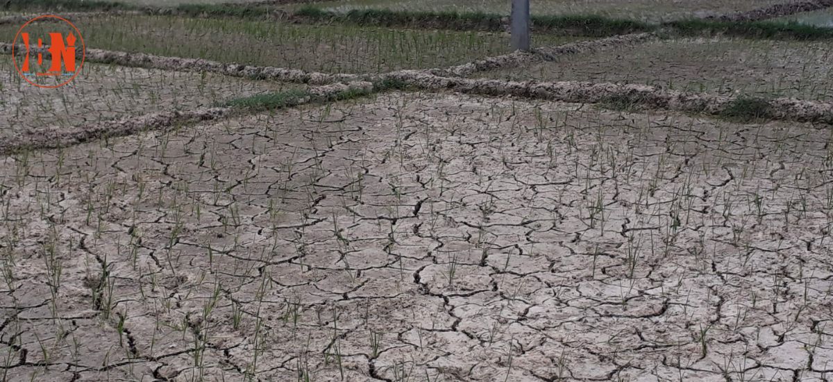 असार सकिदा पनि पूर्वी तराईमा वर्षा भएन, धान खेतमा धाँजा फाट्न थाले