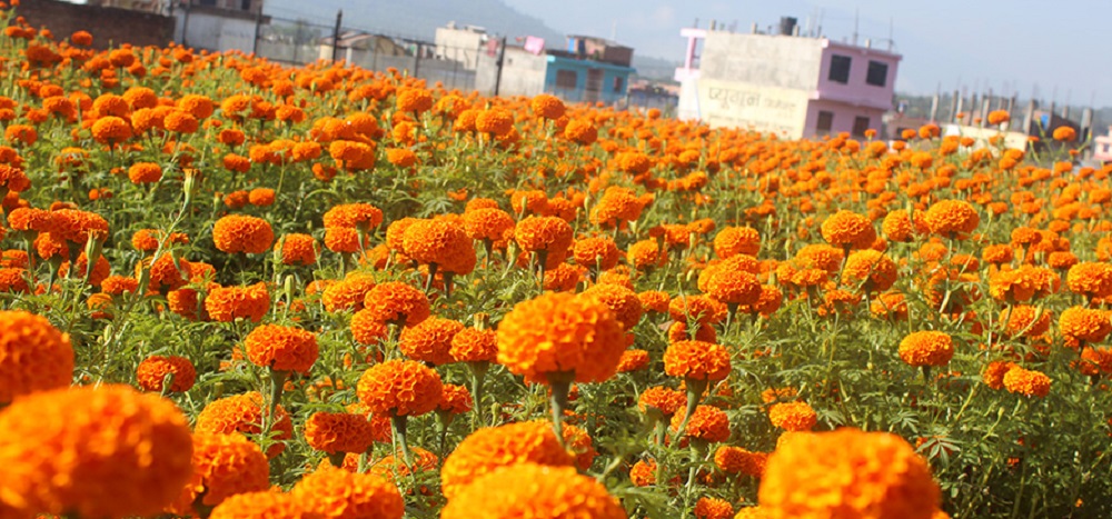 तिहार नजिकिँदै, सयपत्रीको माग चुलियो